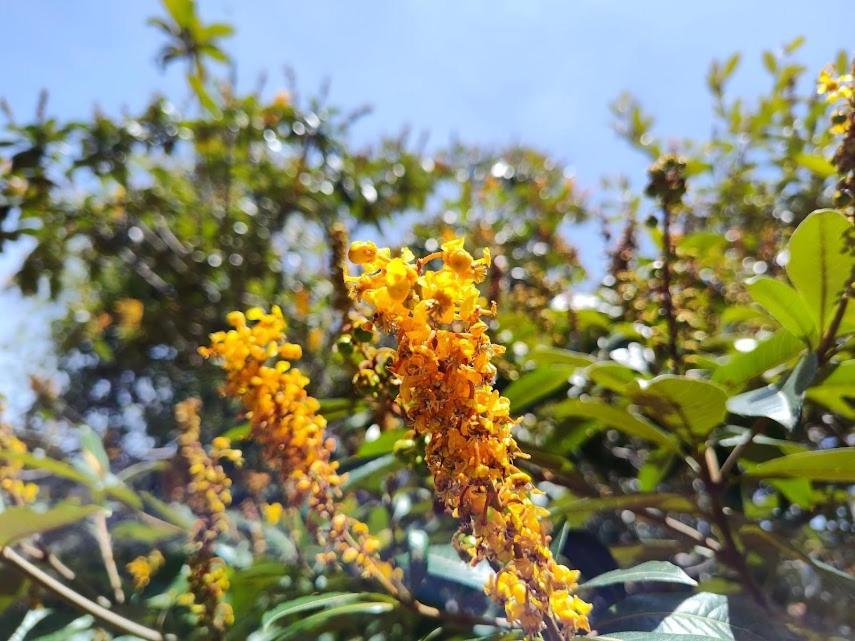 Flor E Luz 木屋 *