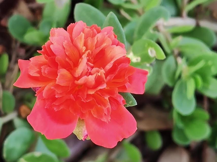 Flor E Luz Vale do Capao